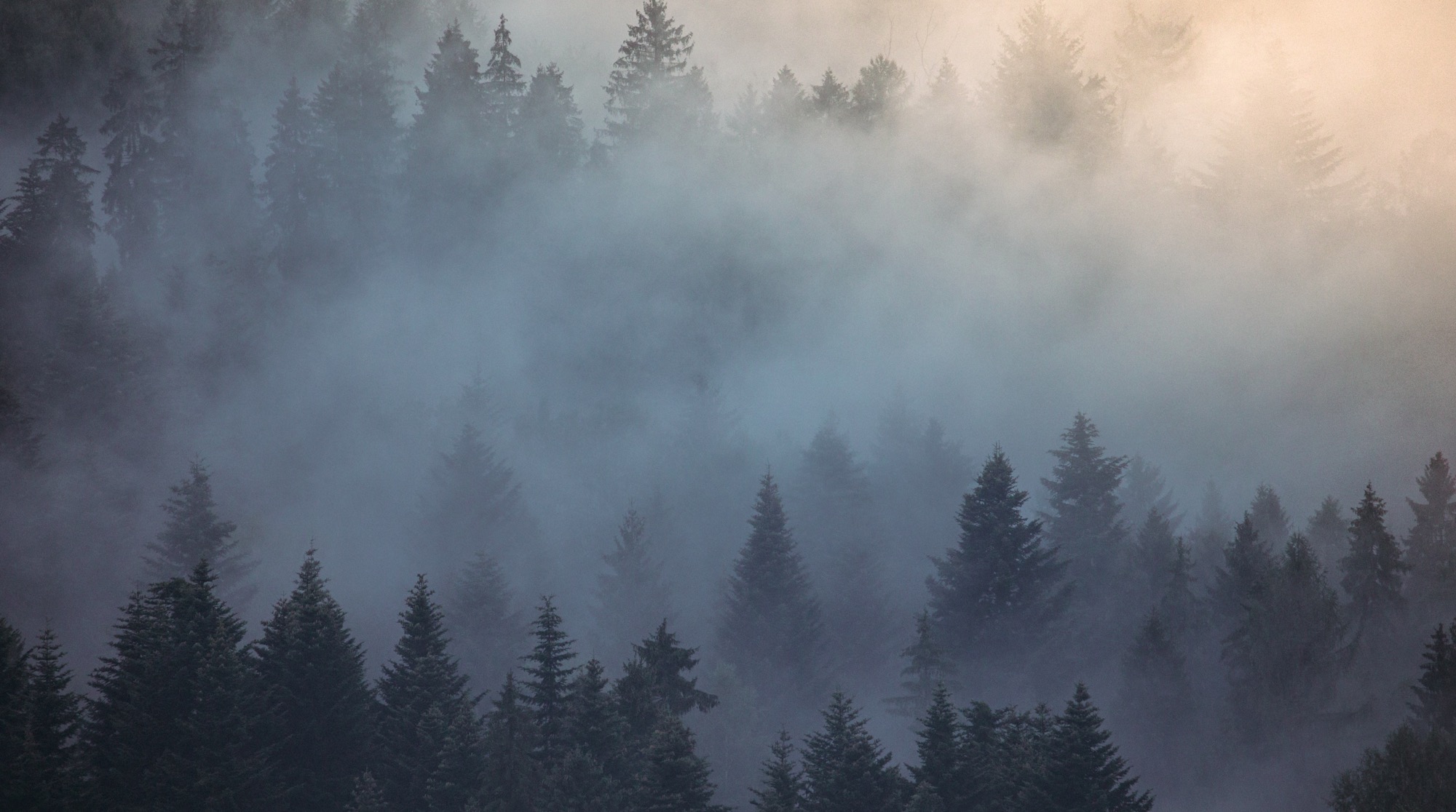 Mist lying across a hillside of spruce and pine at first light, the far
                treeline disappearing into cloud.